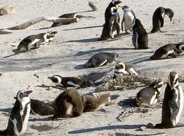 Pinguin-Gruppe