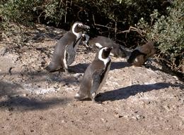 Pinguine