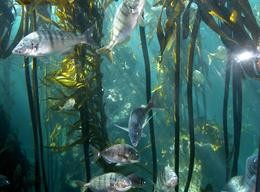 Two Oceans Aquarium