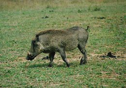 Warzenschwein