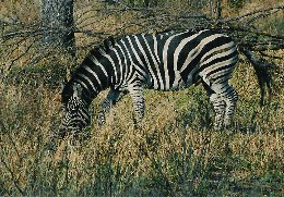 Zebra